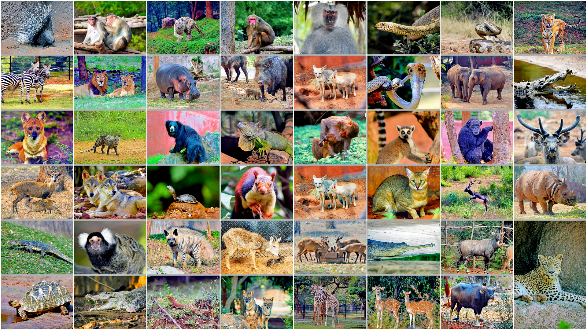 1.Collage - Animals
