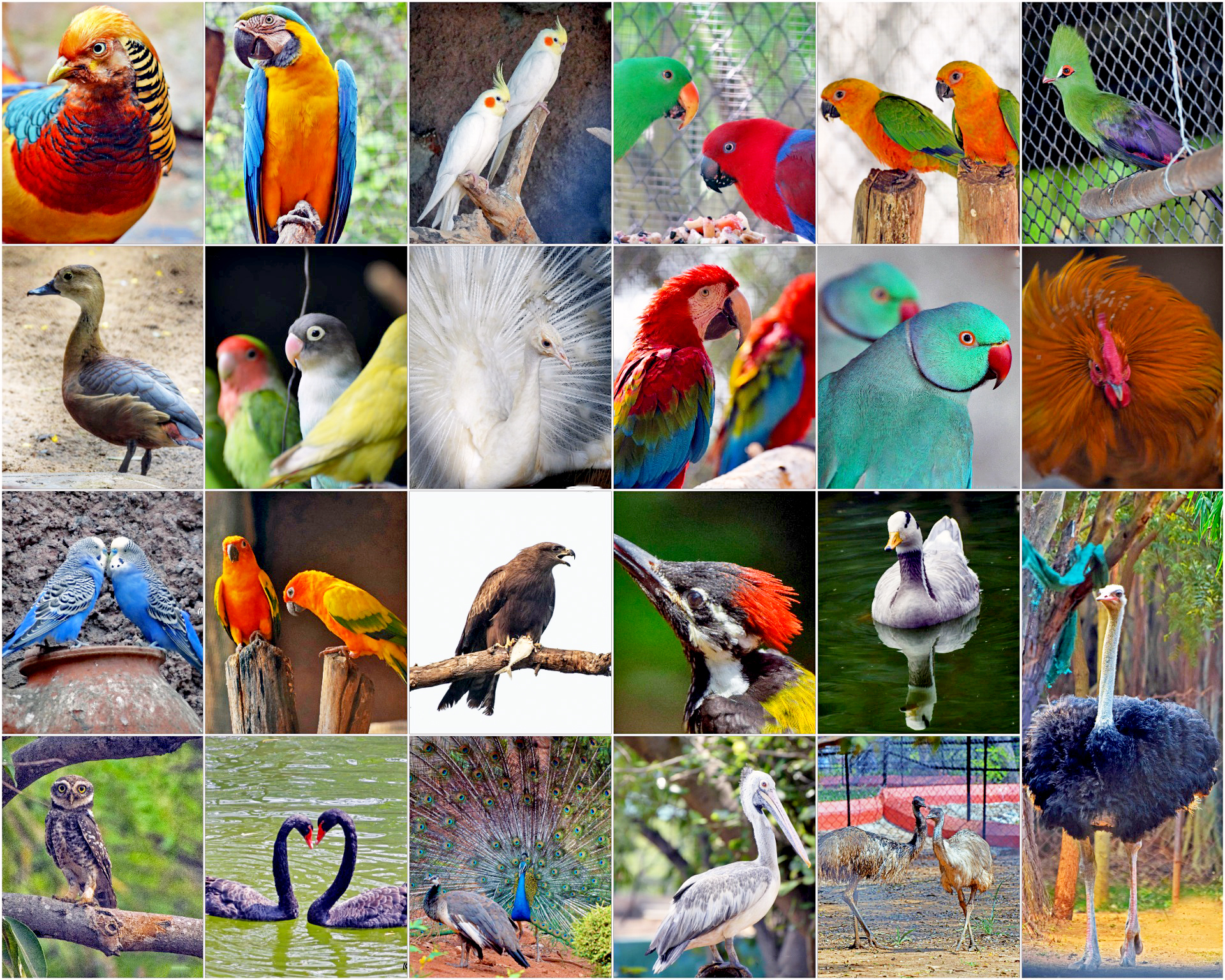2.Collage - Birds