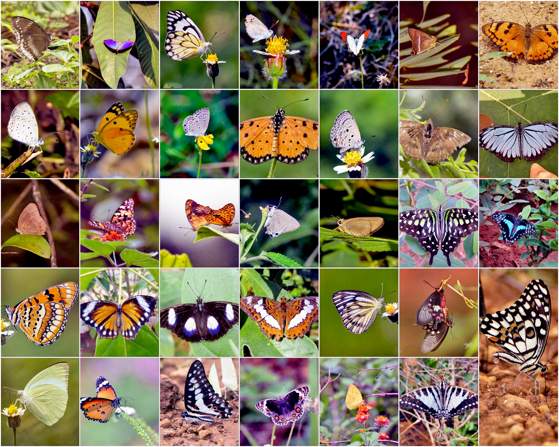3.Collage - Butterflies