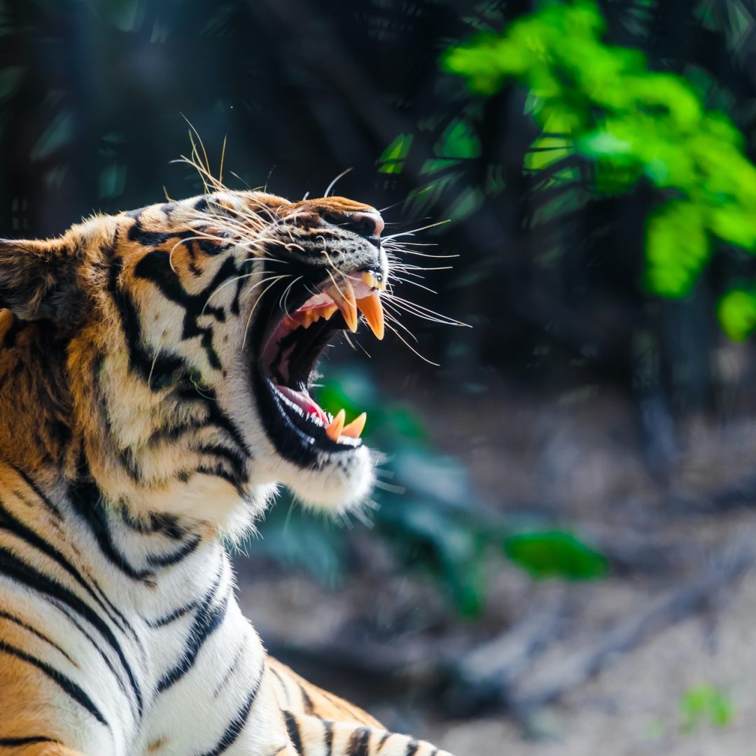 tiger.jpg
